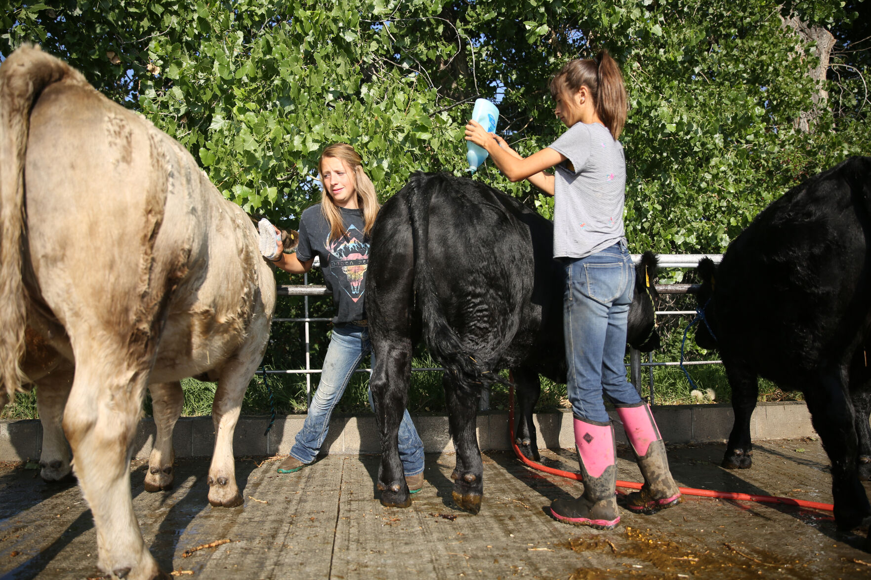 From left, Kaitlyn Painter, 15, and her sister Klarissa, 13, wash the four steers and a heifer
